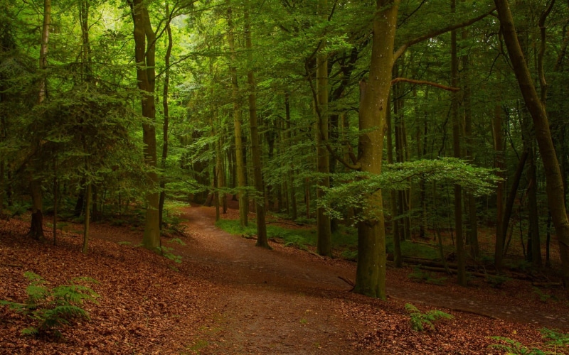 tranquil Scene, branch, pathway, sun, forest, bamboo - plant, dirt, leaf, trees, sunbeam, mystery, beauty In Nature, tranquility, footpath, rural Scene
