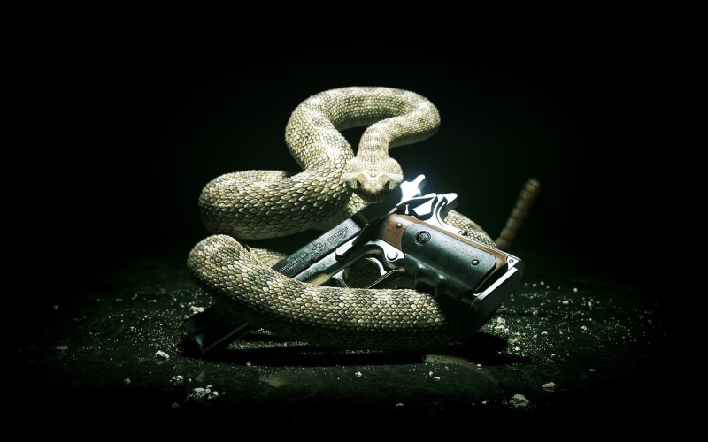 animal wildlife, poisonous, Silverballer, studio shot, sign, animals in the wild, still life, Hitman: Absolution, pistol, animal themes, close-up, snake