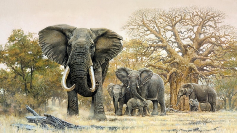 tree, plant, elephants, no people, art, 1080P, day, safari, nature, animal trunk, painting, animal themes, animal body part, tusk, elephant, medium group of animals