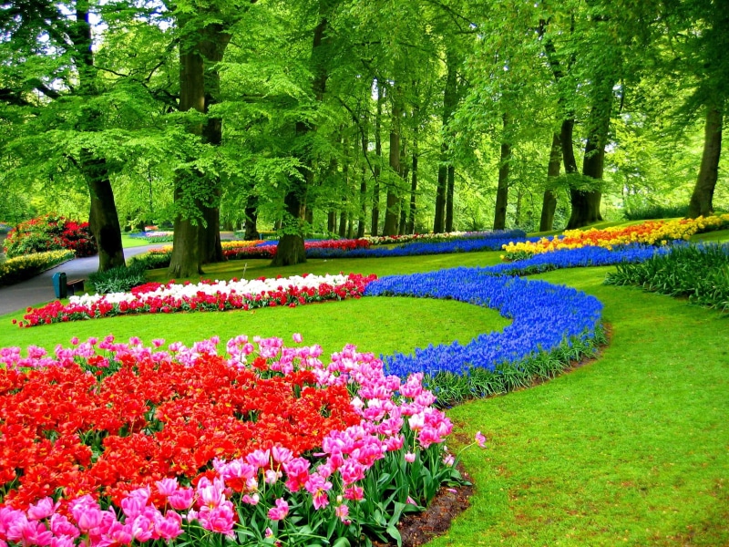 keukenhof, green, spring, gardens, pink, fresh, 1080P, garden, lovely, freshness, field, summer, red, colorful, tulip, flowers, alleys, tulips, forest