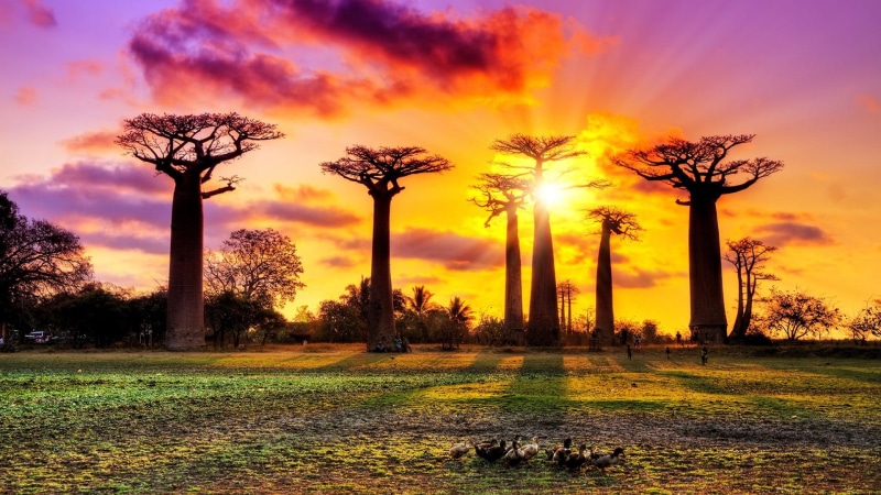 alley of the baobabs, sunset, trees, 1080P, baobab trees, landscape, madagascar, sky
