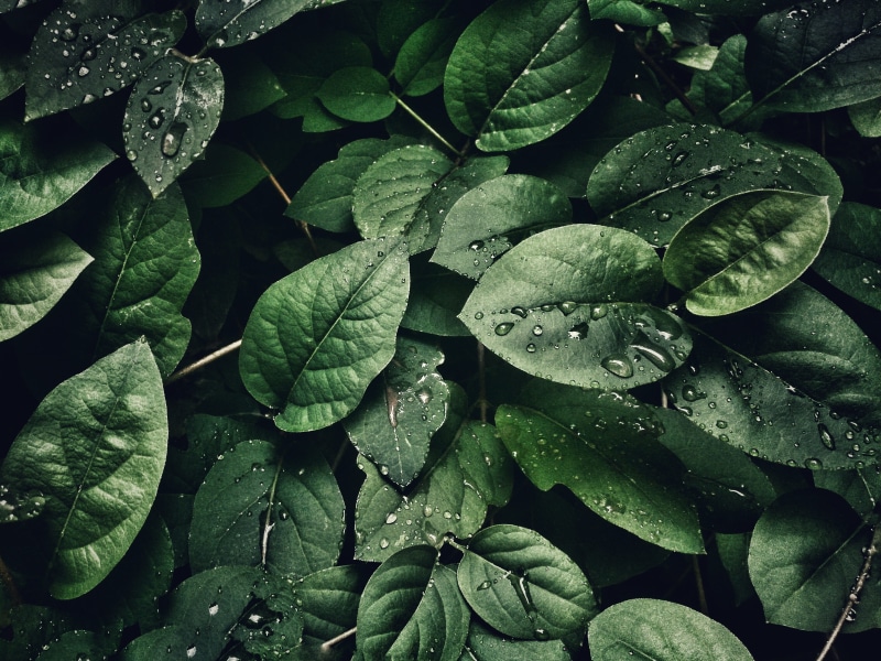 high angle view, beauty in nature, growth, no people, mobilechallenge, close, drops, close-up, green color, freshness, plant, photography, rainy season