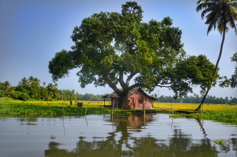 beauty in nature, building, tourist, kerala, houseboats, alleppey, tranquility, near, wooden, growth, nature, tranquil scene, backwaters, leafed, lake
