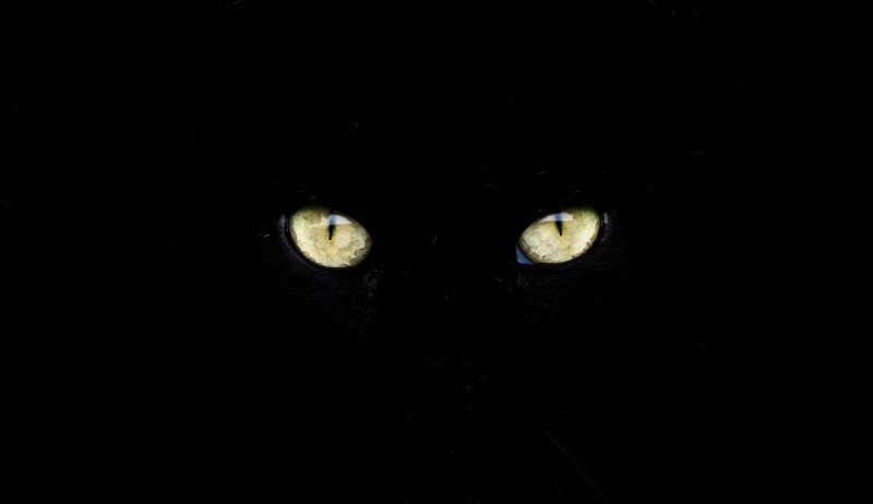 Watch, negro, chat, close up photography, preto, sony, ojos, gozler, gato, 4K, katt, photography, domestic Cat, eye, close, black Color, kedi, animal