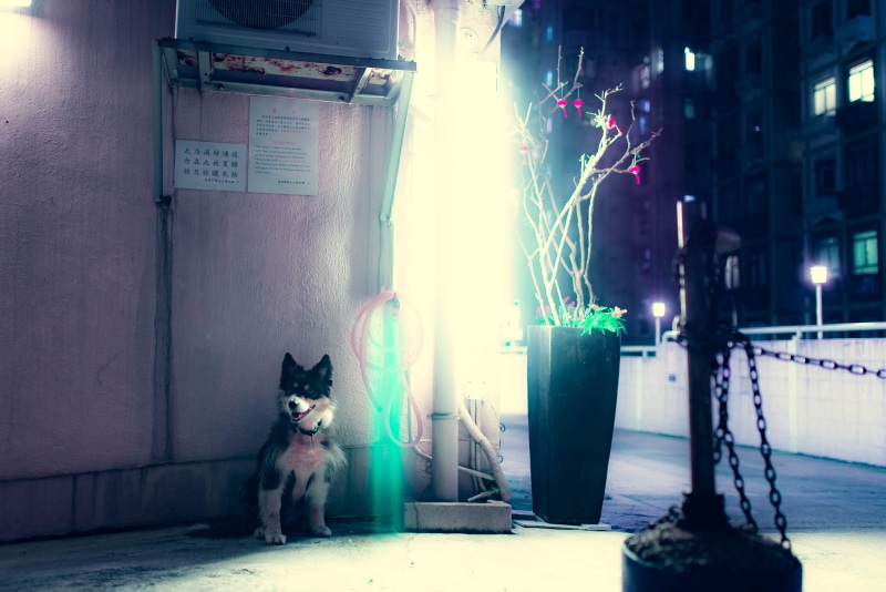 hong kong island, domestic cat, dog, feline, animal themes, animal, mammal, domestic animals, built structure, vertebrate, neon light, domestic, one animal
