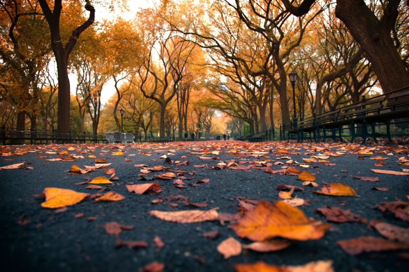 daytime, iconic, leaf, Mall, york, gold Colored, park, outdoors, forest, leaves, autumn, october, perspective, Area, landscape, multi Colored, Central