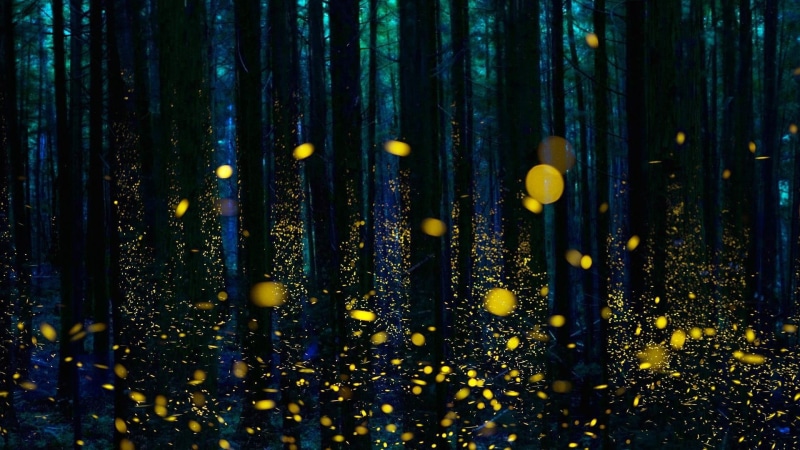 1080P, darkness, firefly, trees, fireflies, forest, twilight