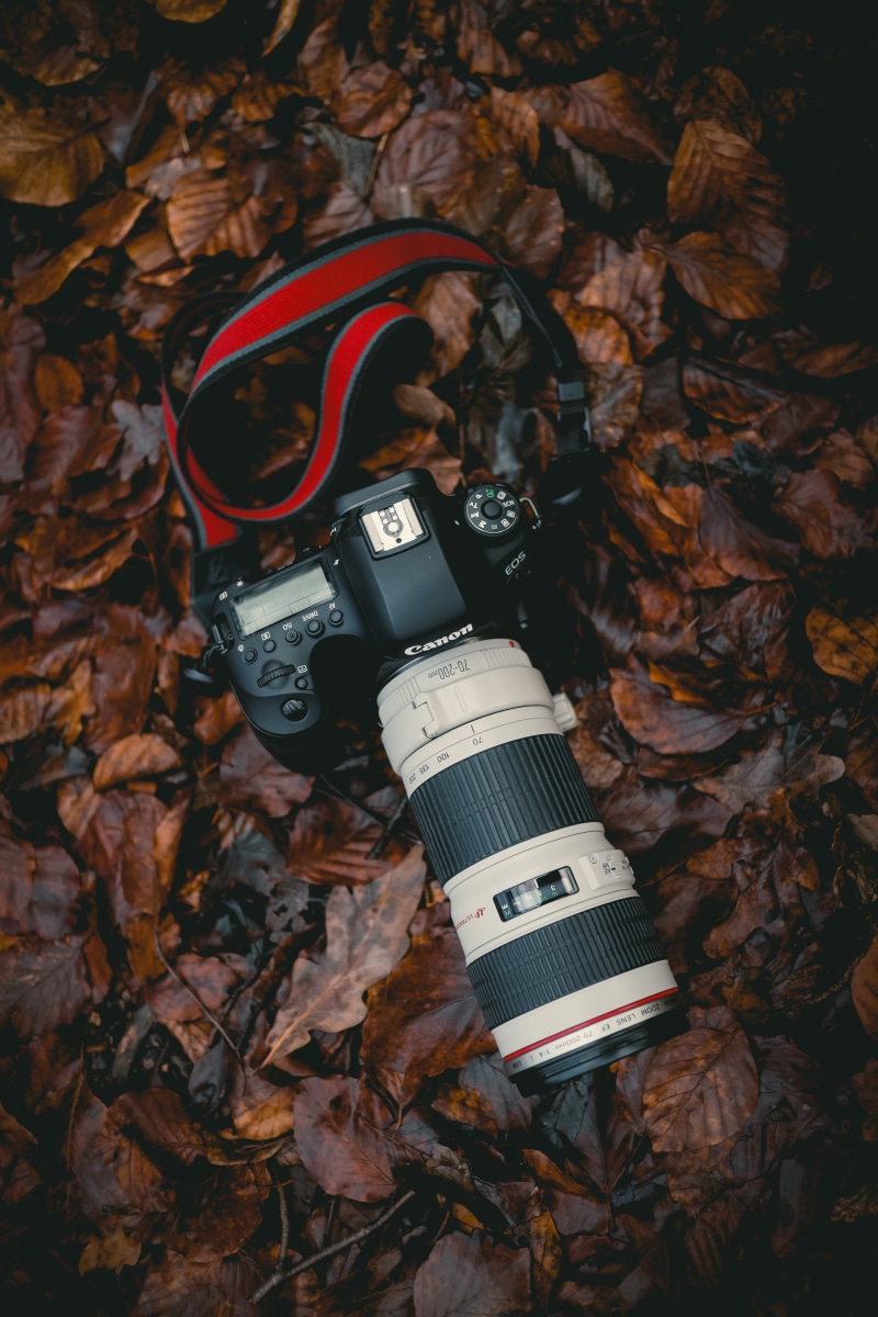 animal themes, tower, field, camera, high angle view, black, leaf, canon, gearshot, autumn, communication, animal, plant part, no people, digital camera