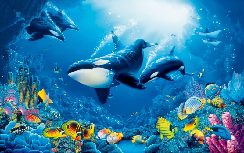 beauty in nature, reef, sea life, whales, swimming, colorful, invertebrate, animal themes, large group of animals, fauna, world, nature, undersea, killer
