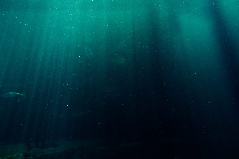 5K, night, wet, color, full frame, deep sea, mobile, blue, motion, dark, outdoors, fish, marine life, backgrounds, explore, transparent, rain