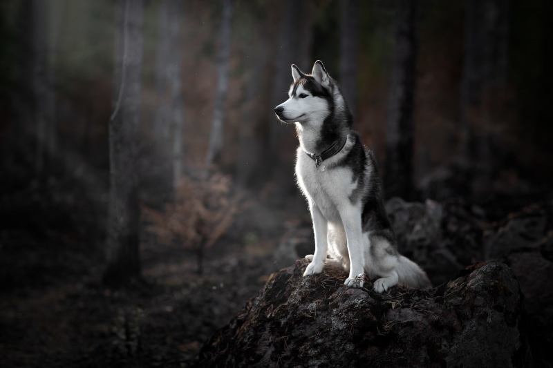 forest, Husky, dog, 1080P