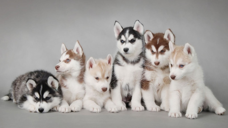 togetherness, domestic animals, cute, young animal, animal, indoors, vertebrate, siberian, dog, canine, animal themes, Siberian Husky, 1080P, mammal, animals