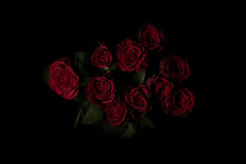 flower Head, dark background, 5K, rose, cut out, roses, flower, studio shot, beauty In Nature, decoration, flowering plant, summer, bouquet, anniversary