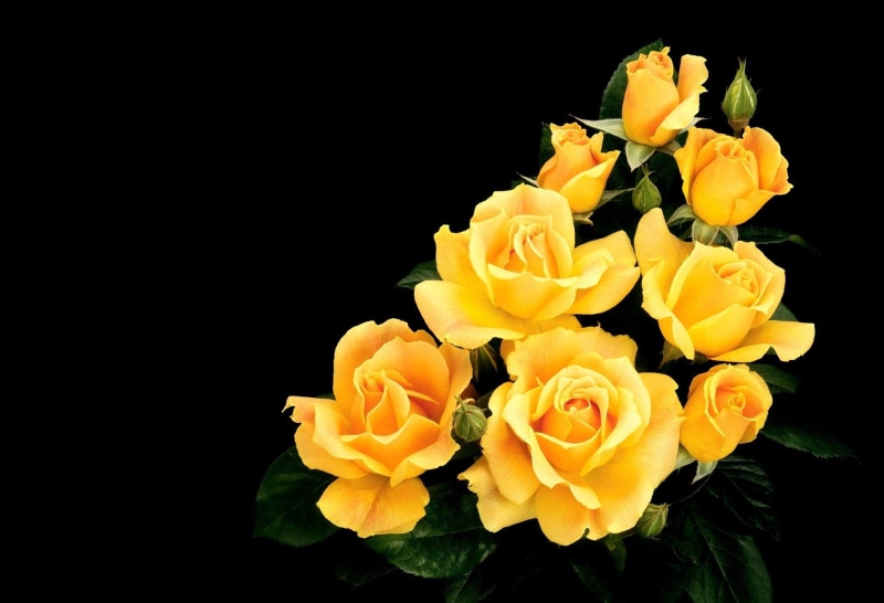 1080P, flowers, 3d and abstract, yellow roses, octoberapril, flower, yellow, monica, yellow rose, roses, rose