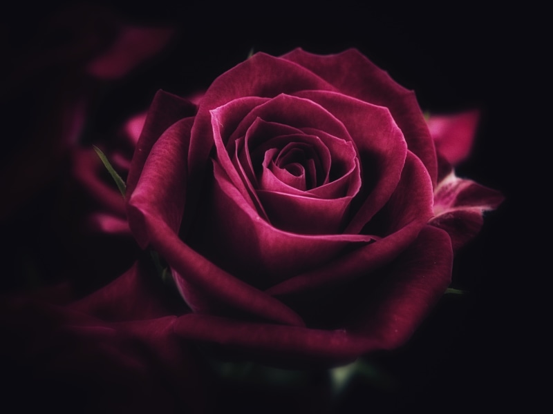 valentines day - holiday, positive emotion, studio shot, fragility, vulnerability, beauty In Nature, single Object, romance, petals, close-up, nature, rose
