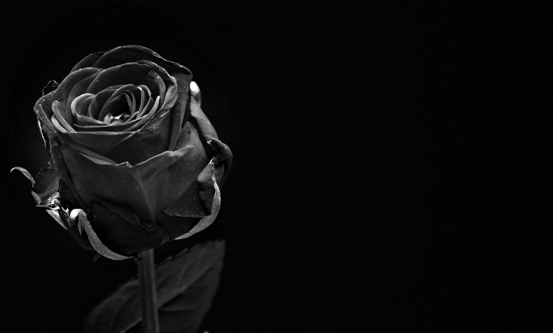 no people, wellness, hope, 2K, copy space, close, black bloom, postcard, greeting card, rose bloom, black, plant, flower head, mourning, inflorescence