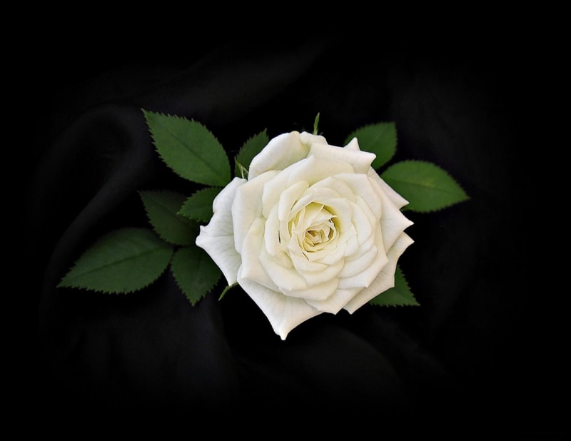 fragility, bouquet, black background, plant, softness, petal, beauty In Nature, flowering plant, inflorescence, flower, rose, single Flower, macro, rose - Flower
