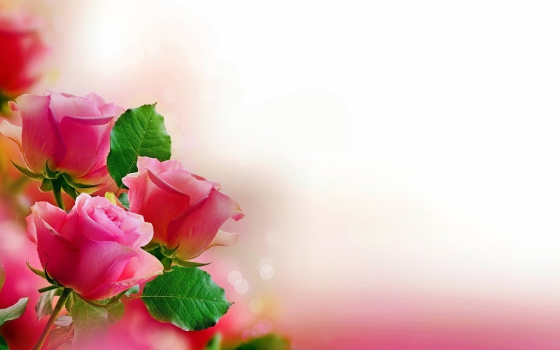 multi Colored, defocused, nature, blossom, outdoors, springtime, bouquet, rose - Flower, decoration, summer, season, softness, copy Space, bright, pink Color