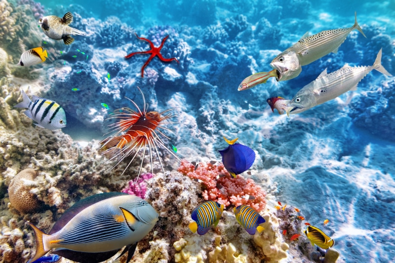 group of animals, animal wildlife, animals, coral, swimming, sea, photo manipulation, marine, beauty in nature, animal, underwater diving, animal themes