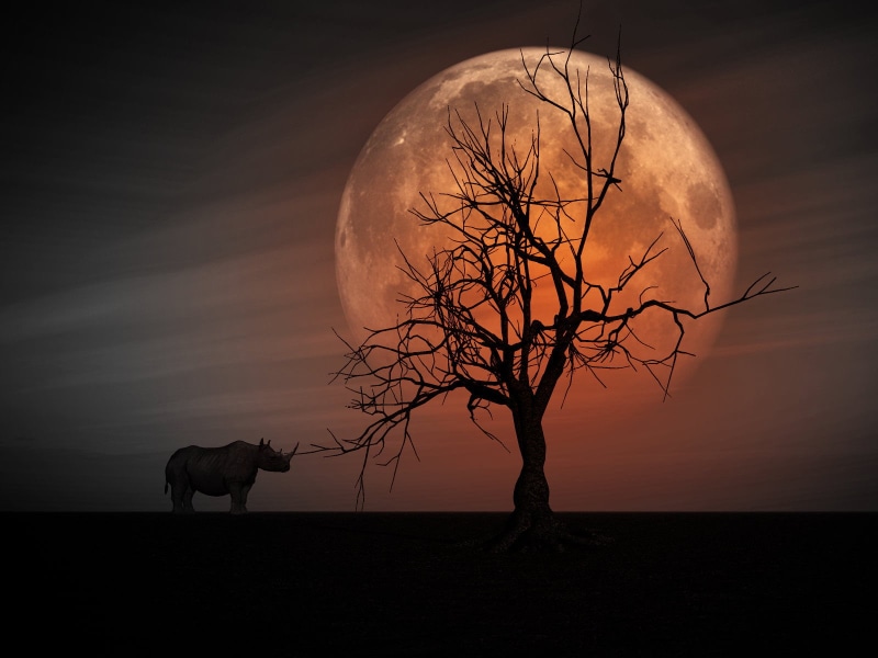 Surreal, Background, tree, silhouette, manipulation, photo, night, nature, halloween, Plain, 720P, digital art, moonlight, illustration, moon, full Moon
