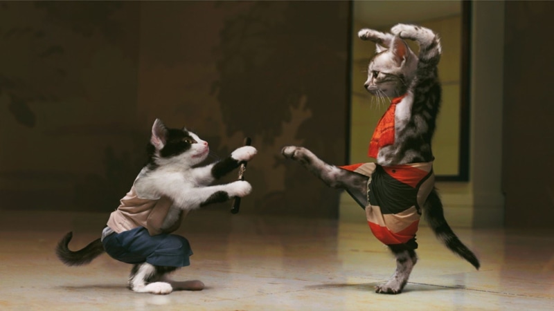 kung fu, humor, pets, ninjas, two, performance, one animal, full length, motion, fun, indoors, tuxedo, domestic animals, mammal, aggression, cats, cat