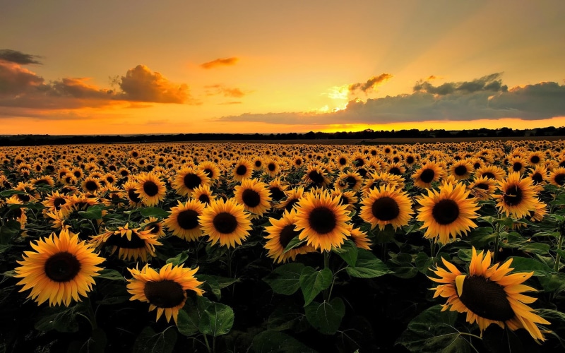 beautiful nature  desktop  1920x1200, 1080P