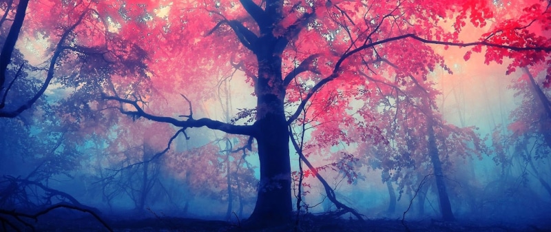 autumn, tranquility, digital composite, photography, tree trunk, forest, day, outdoors, nature, branch, trunk, growth, red, beauty in nature, land, one person