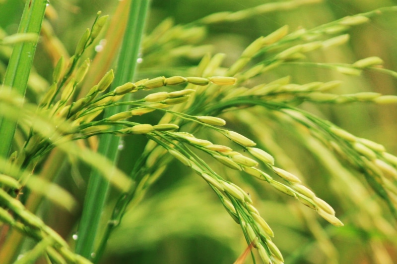 agriculture, coniferous tree, wheat, plant, nature, food, farm, 1080P, banyumas, barley, farmer, cereal plant, plantation, photograph, field, rural, selective