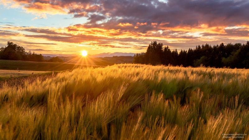 sun, Sunset, grass  green, natural, trees  field, beauty, yellow, outdoors, plant, spring, color, flower, Suisse, Romont  Fribourg, farm, beautiful, sunbeam