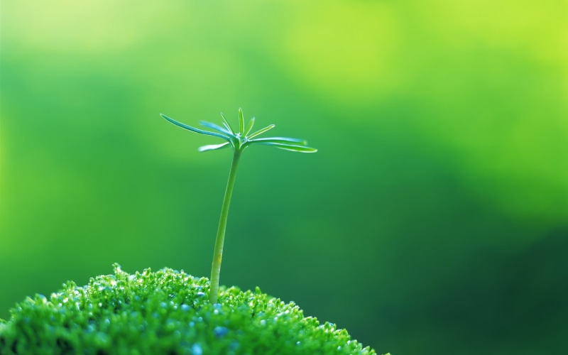 green background, focus, green, growth, plants, clover, selective, freshness, beauty in nature, plant, close-up, leaf, photographed, 1080P, plant part