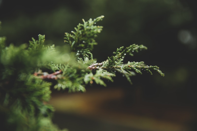 photography, focus, macro, plant, beauty in nature, food and drink, land, tranquility, depth of field, green color, fir tree, freshness, coniferous tree