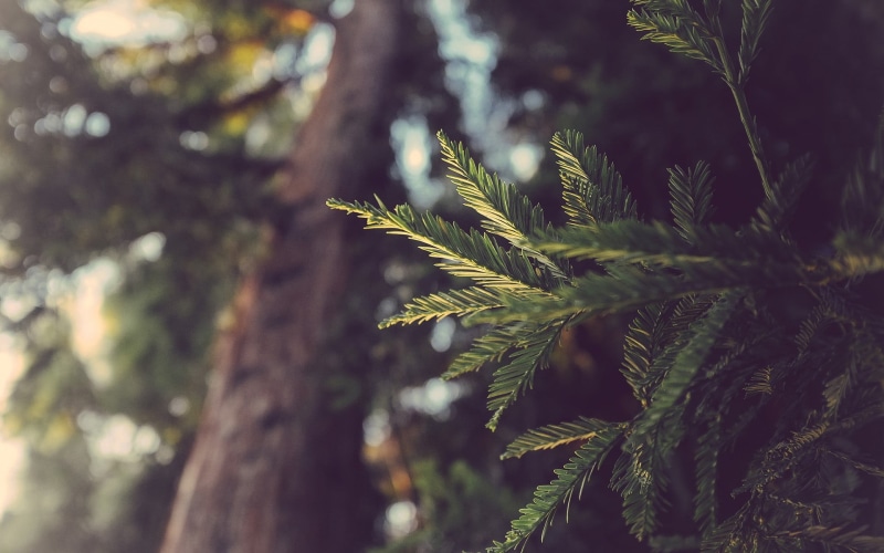 evergreen Tree, growth, green, leafed, coniferous Tree, branch, plant, forest, tranquility, woodland, selective focus, leaves, spruce Tree, no People, scenics