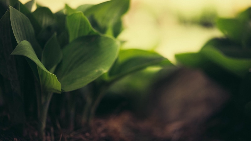 outdoors, agriculture, leaves, depth, plants, selective focus, sunlight, tree, plant, summer, 1080P, beauty In Nature, backgrounds, photography, botany