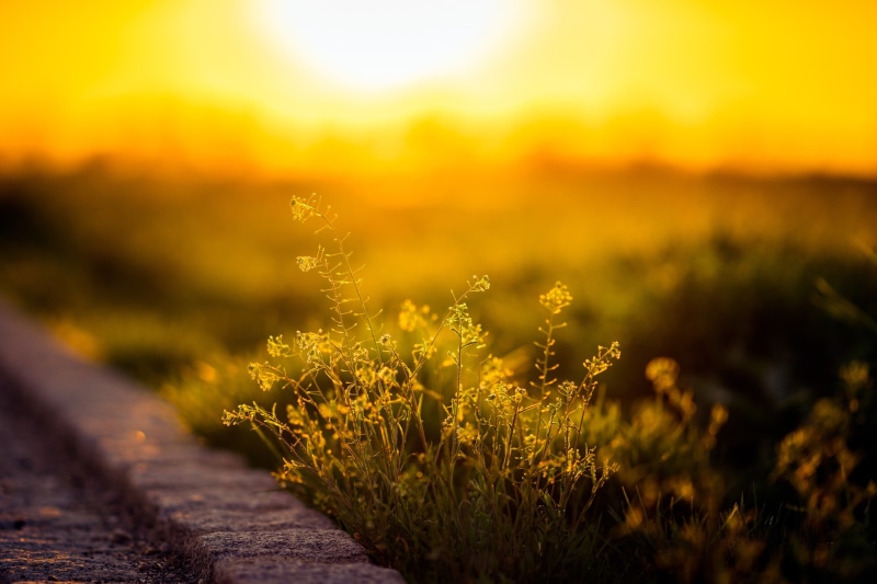 sky, beauty in nature, depth of field, leafed, landscape, tranquility, plants, flowers, selective focus, yellow flowers, outdoors, field, 2K, rural scene