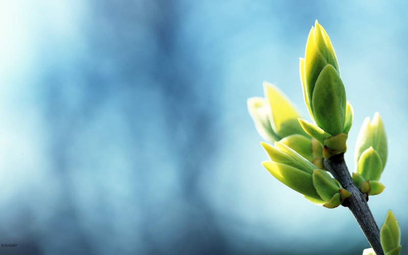 cactus, plant, freshness, tranquility, sepal, nature, flowering plant, season, single Flower, green, tulip, springtime, blossom, blue, fragility, focus on foreground