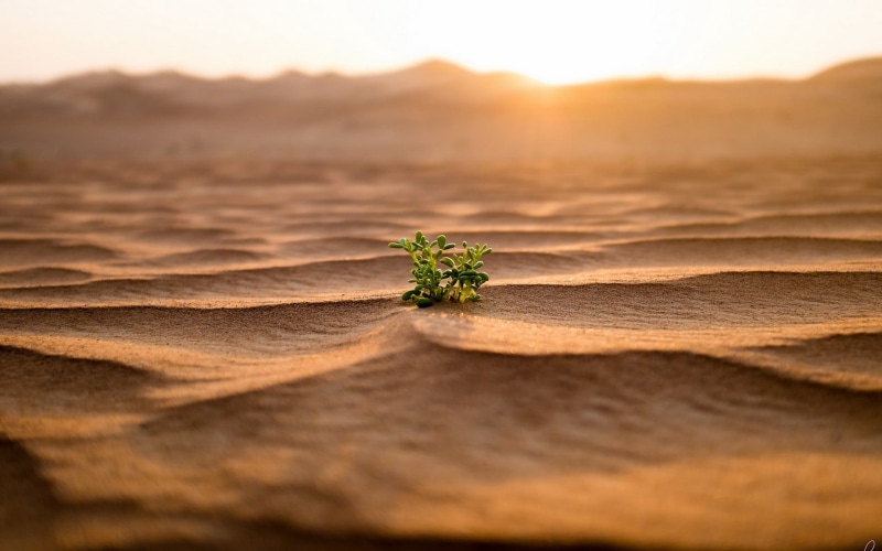plant, tranquil Scene, plants, scenics - nature, beauty In Nature, desert, selective focus, 1080P, coastline, beach, depth of field, growth, leaf, green