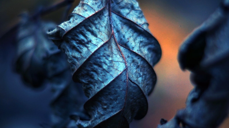plant part, abstract, pattern, leaf, fragility, tree, leaves, forest, season, vulnerability, day, 1080P, nature, depth of field, plant, focus on foreground