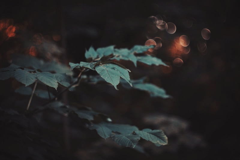 selective focus, yellow, red, color Image, lush Foliage, plant part, night, focus, 2K, freshness, ovate, plant, leaf, branch, photo, bright, colors, growth
