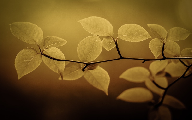 lush Foliage, sunlight, outdoors, beauty In Nature, season, flower, ornate, focus, macro, luxury, summer, autumn, branch, forest, defocused, tree, woodland