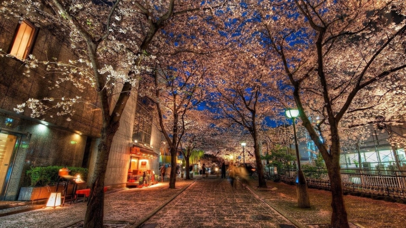 spring, blossom, evening, flower, branch, 1080P, japan, street, kyoto, tree, cherry blossom, asia, city, night