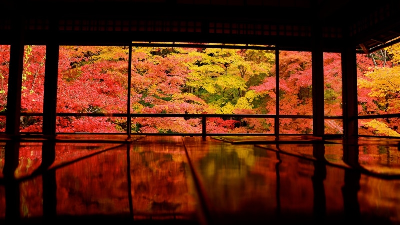 plant, change, nature, no people, lake, Japan, tranquility, reflection, beauty in nature, tree, day, autumn, indoors, Asia, 1080P, built structure, trees