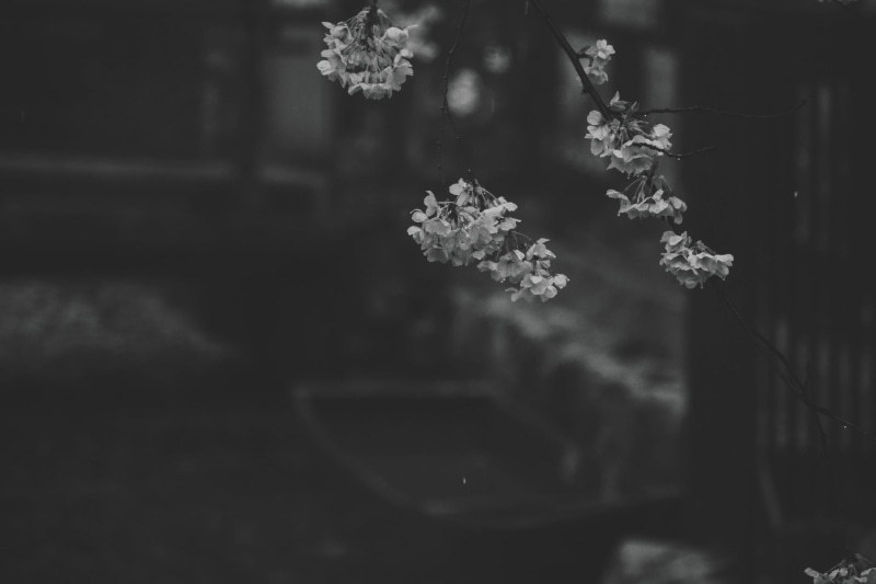 nature, river, grayscale, cherry, inflorescence, emotion, 1080P, selective focus, freshness, petal, plant, blossoms, no people, trees, beauty in nature