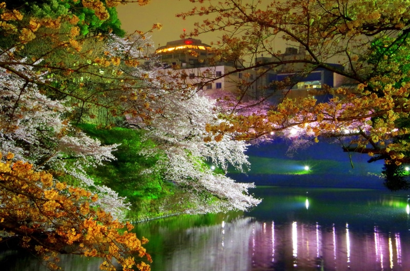 tranquility, branch, spring, flower, color, japan, cherry blossom, springtime, spring flowers, 4K, beauty in nature, near, castle, change, cherry blossoms