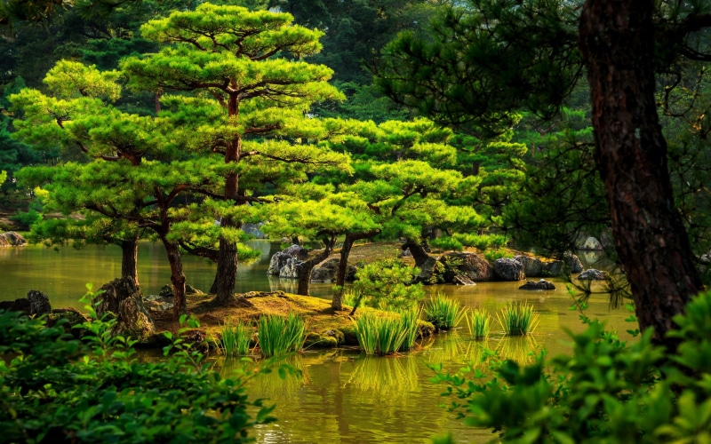 pond, trees, tree, shrubs, 2K, Japan, rocks, green, Kyoto, garden, reeds, greenery