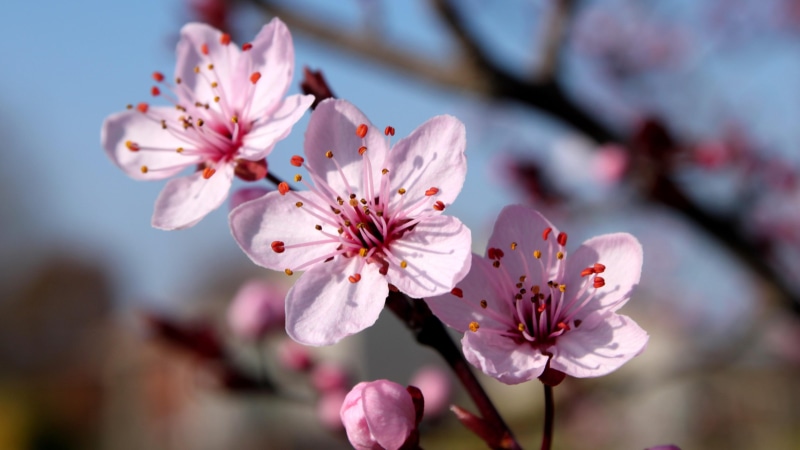 japan, 4K, pure, blossoms, cherry, nature, cherry blossom, flower, close up, beautiful, flowers, spring, sakura