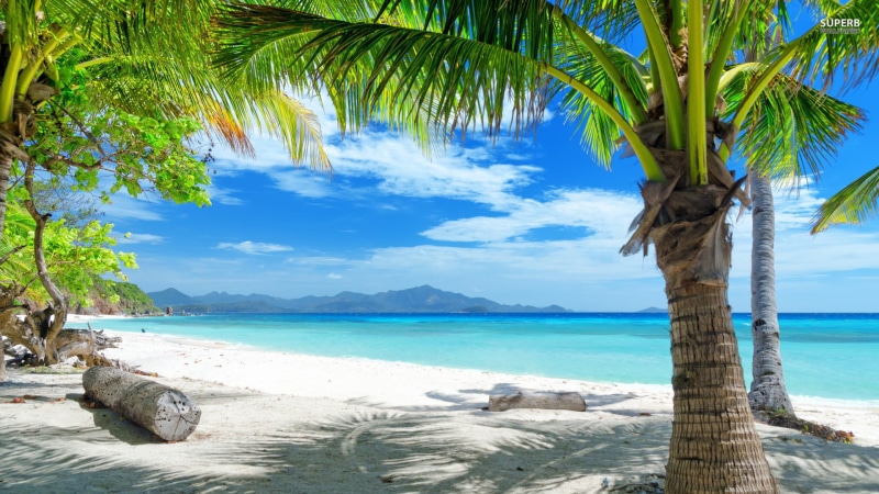 true laurel, no people, summer, water, tropical, relaxation, paradise, palm, ocean, tranquility, tropical tree, sand, shore, wave, tranquil scene, resort