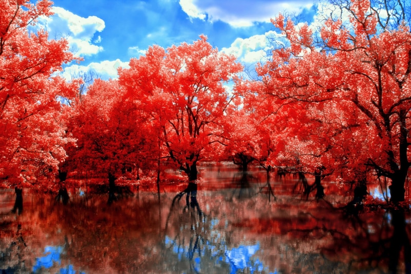 reflection, plant, colors, no people, trees, waterfront, tranquility, fall, maple Tree, park - Man Made Space, forest, japanese Fall Foliage, yellow, water