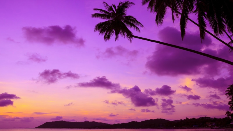 afterglow, silhouette, palm tree, sunset, dusk, palm, 4K, arecales, purple sky, evening