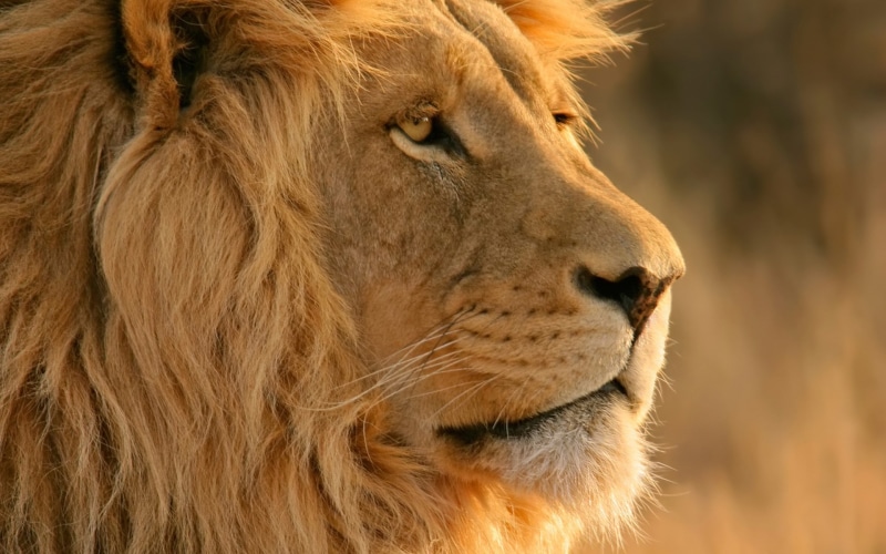 x, mac, Os, lion, 1080P