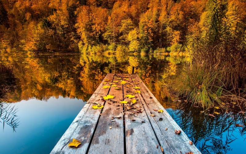 rural Scene, scenics - nature, autumn, trees, forest, season, no People, summer, color Image, sky, leaf, orange Color, sunlight, growth, backgrounds, water